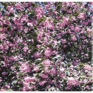 四川少妇BBAABBAA
